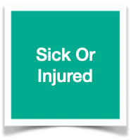 Should I Run If Sick or Injured?