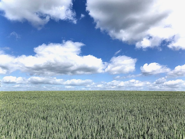 clouds over a field